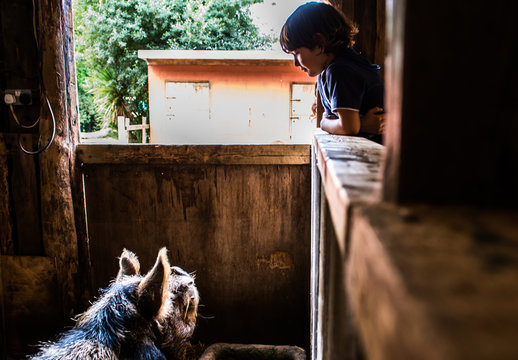 Boy looking at pig in pigsty