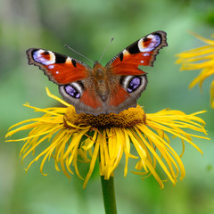 Butterfly with opened wings over flower. Macro closeup with red wings