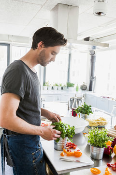 Man picking leaves from potted basil plant
