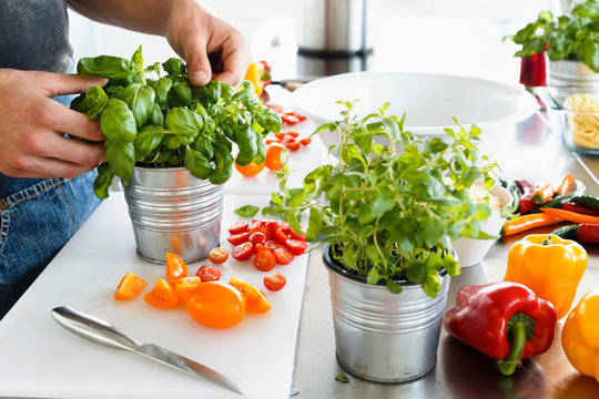 Cropped view of man picking leaves from potted basil plant