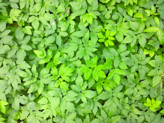 Background of green leaves.