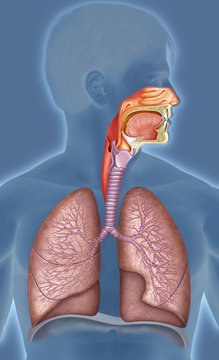 ilustracion sistema respiratorio humano