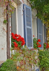 Fototapeta na wymiar building with vines and Geranium flower boxes and blue shutters, Lahr Baden Germany