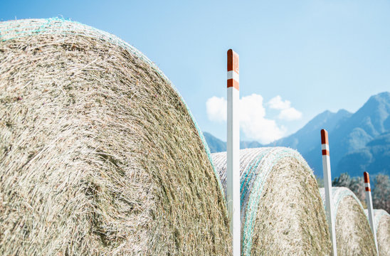 Row of circular haystacks and blue sky