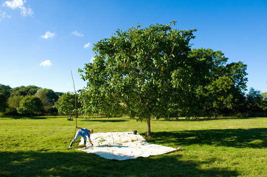 Man picking up harvested walnuts from canvas in walnut grove