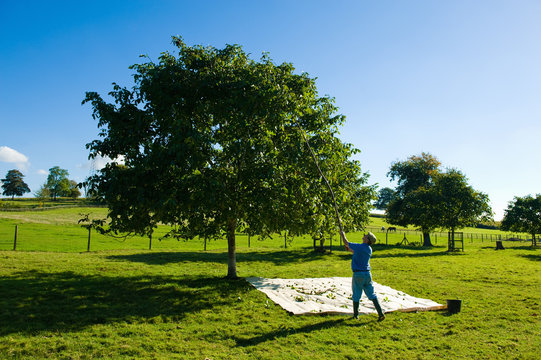Man retrieving walnuts from tree with pole in walnut grove