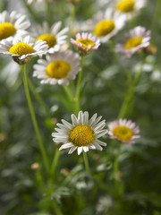Fototapeta premium daisy farm