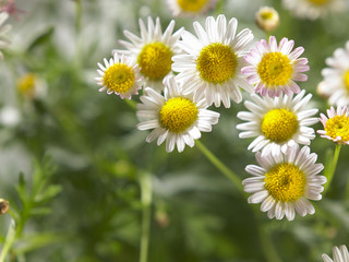Fototapeta premium daisy flower