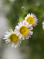 daisy flower