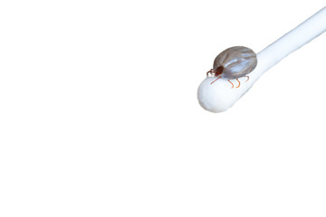 the tick on cotton bud over white background