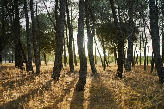 Sunlight through trees in forest, Tudela de Duero, Spain