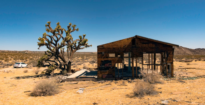 Joshua tree by dilapidated shack, Joshua Tree national park, California, USA