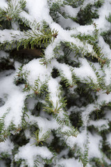 Fresh snow collects in the branches of young green fir pine trees