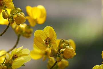 Vibrant Yellow Flowers In Bloom