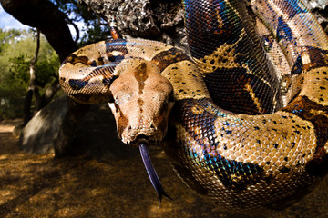  Boa Constrictor snake