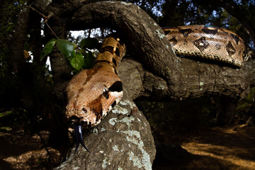  Boa Constrictor snake 