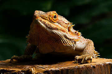 Bearded Dragon