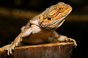  Bearded Dragon 