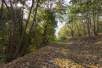 Waldweg, Halde großes Holz, Bergkamen, Nordrhein-Westfalen, Deutschland, Europa