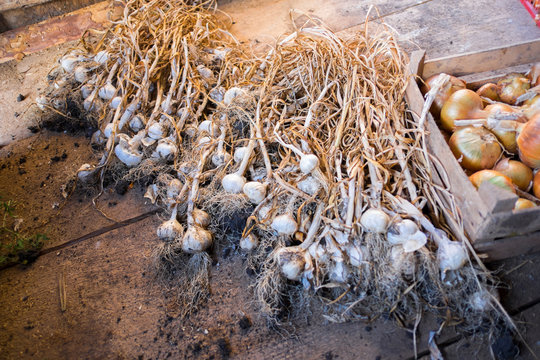 Fresh garlic and onions on wooden surface