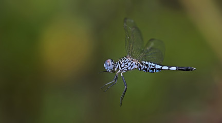 Dragonfly, Dragonflies of Thailand ( Acisoma panorpoides ), Dragonfly on flying
