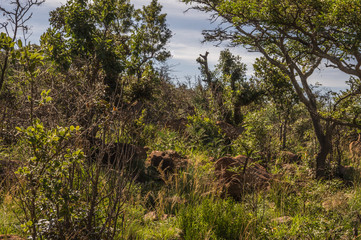 Welgevonden Game Reserve is Located within the Waterberg Mountains in Limpopo South Africa