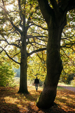 Rear view of man strolling in Epping Forest in autumn, London, UK