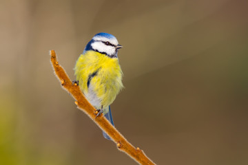 Blaumeise auf schönem flauschigen Zweig