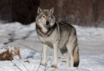 Fototapeta premium A lone Timber wolf or Grey Wolf (Canis lupus) walking in the winter snow in Canada