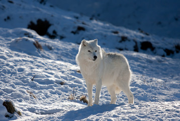 Obraz na płótnie Canvas Arctic wolf in winter in Canada