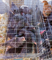 Chickens in a cage.