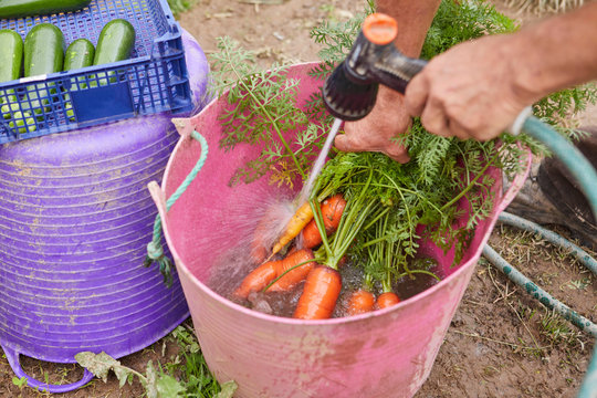 Cropped view of man rinsing freshly harvested carrots in trug