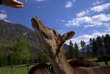 The feeding hand
