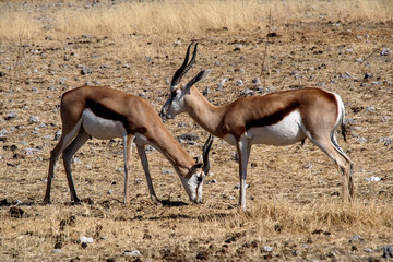 Namibia - Etoscha Nationalpark - Springbock
