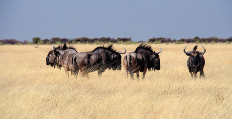 Namibia - Etoscha Nationalpark - Streifengnu - Connochaetes taurinus