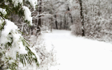 Winter wood with snowy branch in focus 