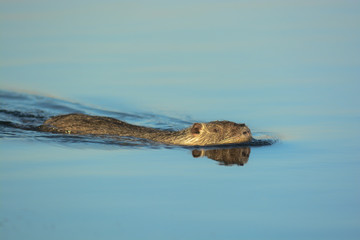 Nutria o castorino (Myocastor coypus) nell'acqua