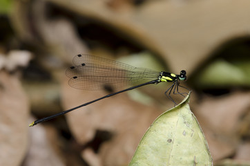 Dragonfly, Dragonflies of Thailand ( Coeliccia yamasakii ), Dragonfly rest on green leaf