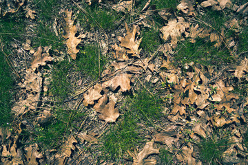 leaves on the ground