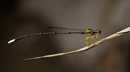 Dragonfly, Dragonflies of Thailand ( Copera marginipes ), Dragonfly rest on dry leaf