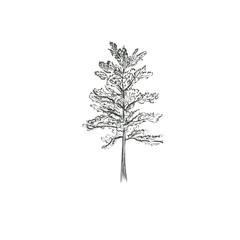 Tree illustration sketch vector pine tree on a white background