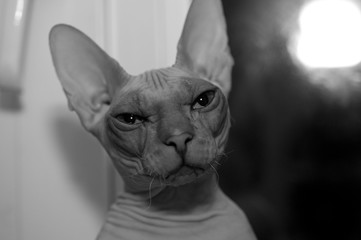 Fototapeta premium Cat