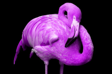 Flamingo in purple 