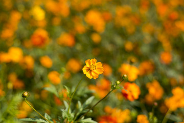 cosmos field, a beautiful day Blossom yellow colorful cosmos flowers field