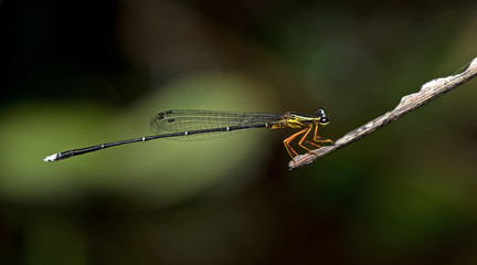 Dragonfly, Dragonflies of Thailand ( Copera vittata ), Dragonfly rest on dry leaf
