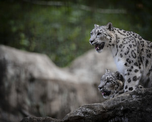 Snow leopard