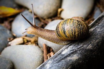 Snail