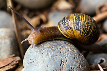 Snail