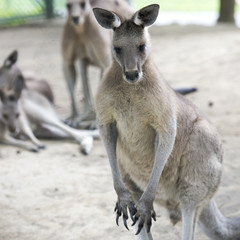 Kangaroo