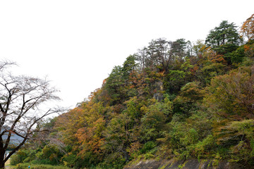 Colorful leaves